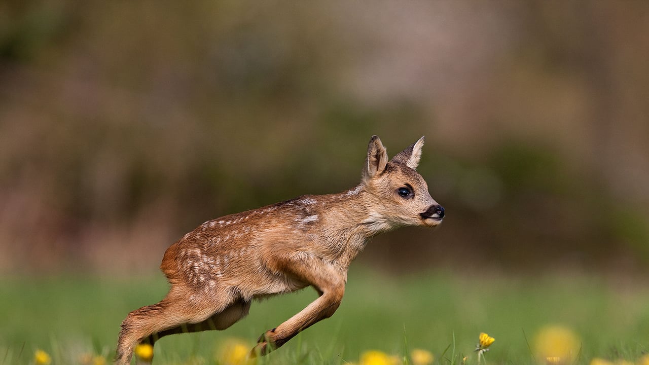 草原を走るノロジカの子鹿, フランス ノルマンディー (© Gerard Lacz/Minden)