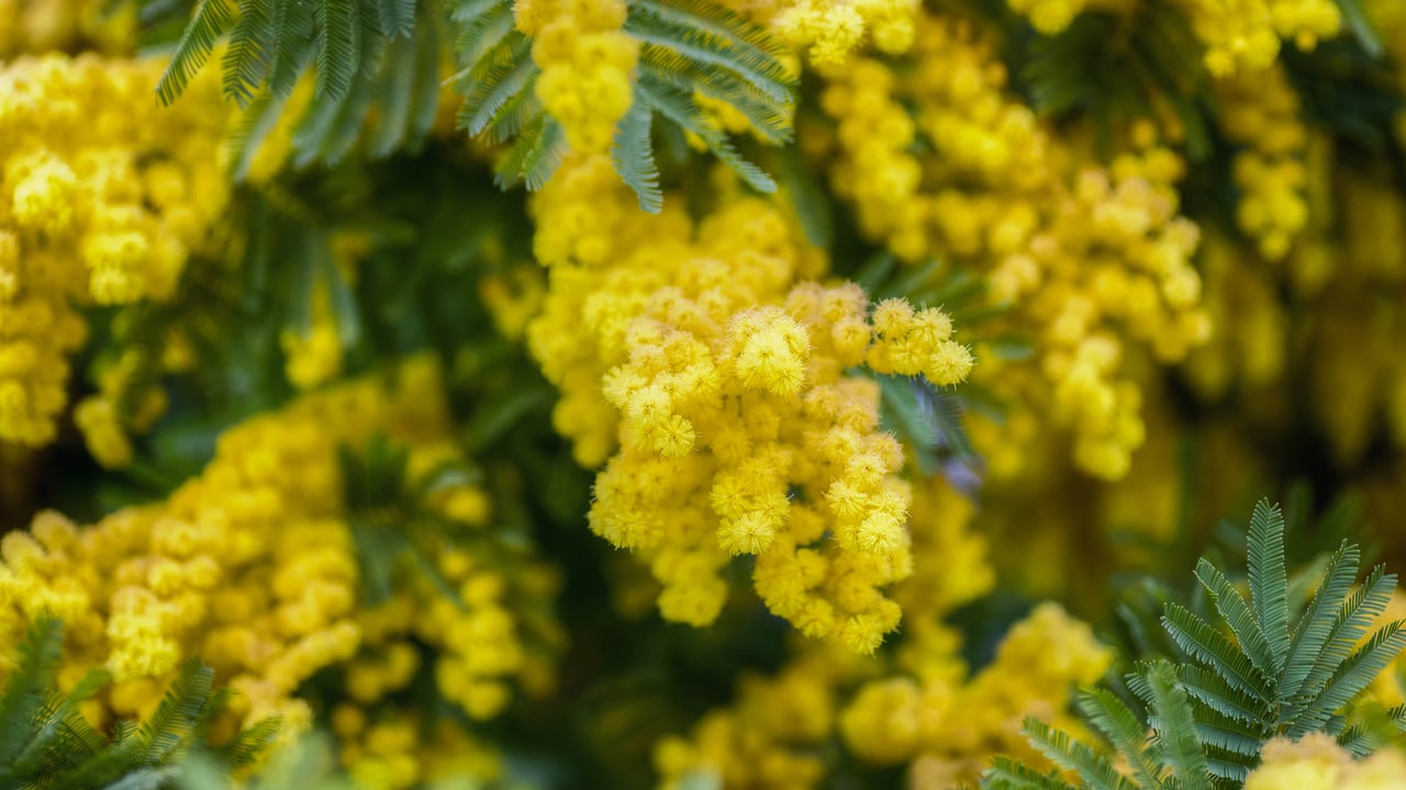 Mimosa (© d!g!tALE by Alessandro Ciabini/Moment)