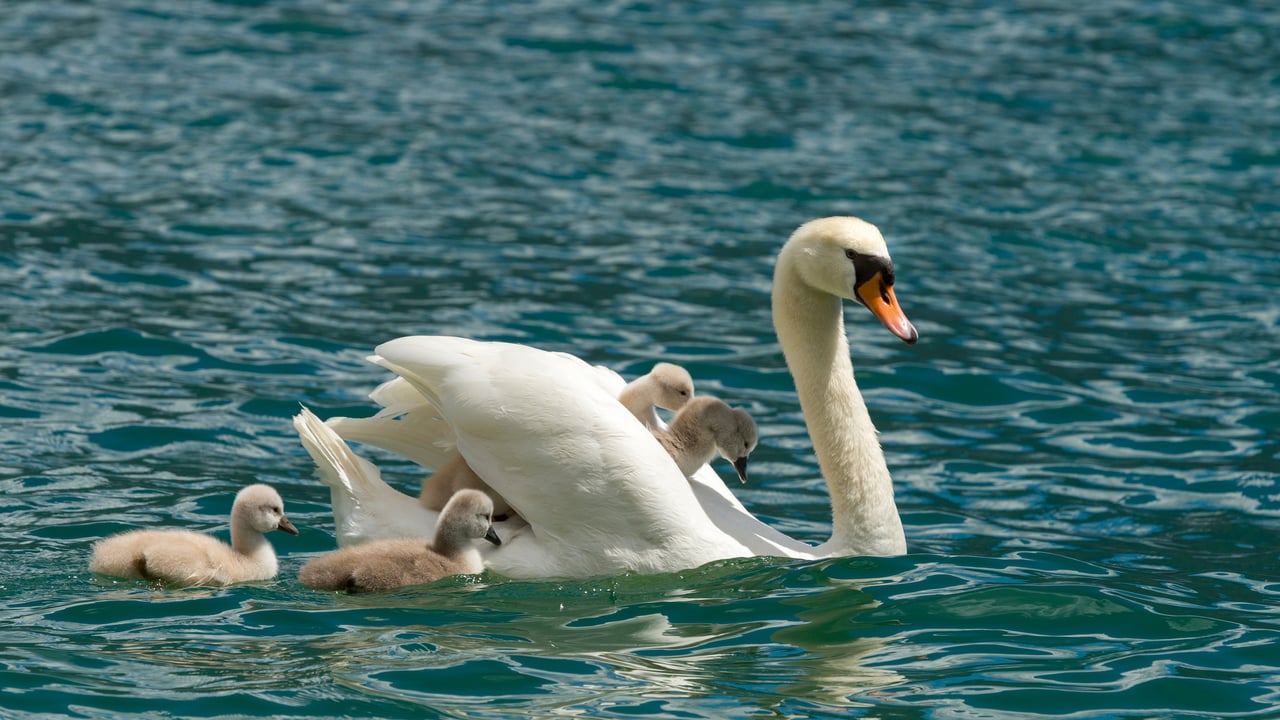 Cigno reale con i suoi piccoli, Lago di Garda, Lombardia (© Marcus Siebert/imageBROKER)
