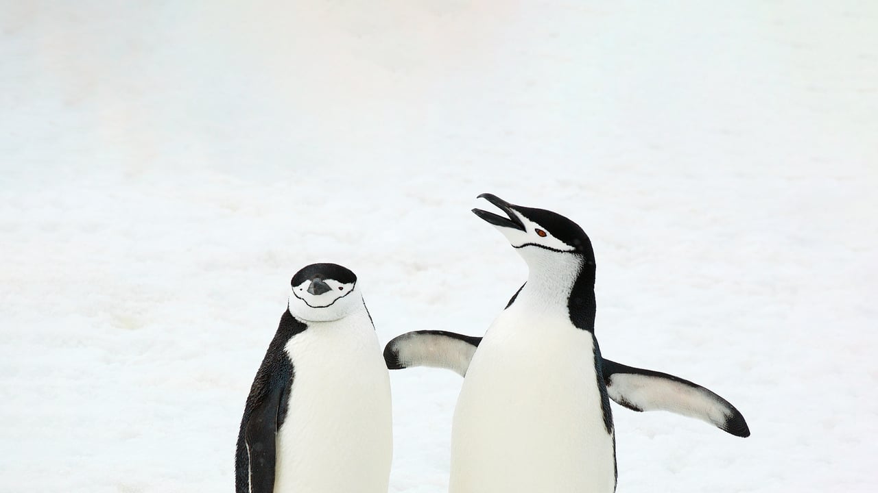 Chinstrap penguins, South Sandwich Islands, South Atlantic Ocean (© Jan Vermeer/Minden Pictures)