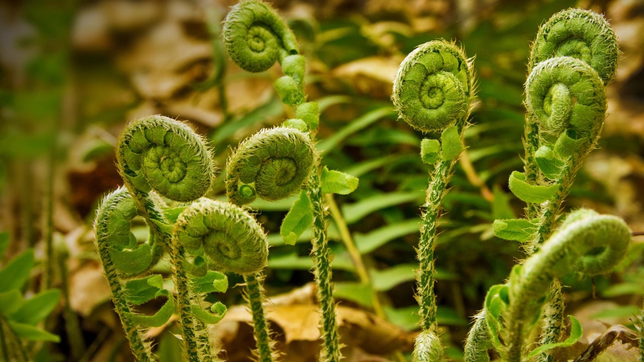 ｢山菜の新芽｣米国コネチカット州, ヴァーノン (© Holcy/Getty Images)