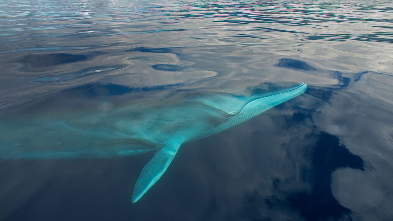 A fin whale in the waters off the Azores (© Luis Quinta/Minden Pictures)