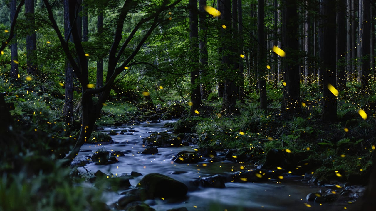 Fireflies glowing above a stream, Okayama Prefecture, Japan (© tdub303/Getty Images)