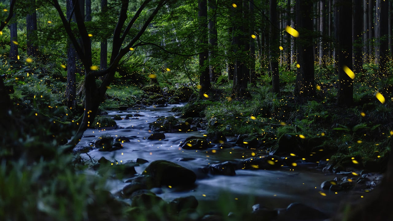 蛍の光がきらめく森, 日本 (© tdub303/Getty Images)