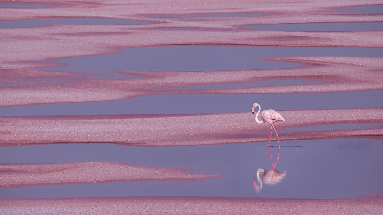 Flamant rose, Aigues-Mortes (© EyeEm Mobile GmbH/Getty Images Plus)