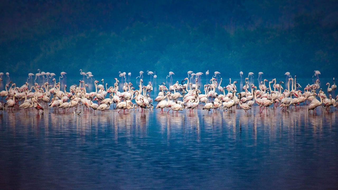 Migrating flock of flamingos in Mumbai (© Gaurav Ojha/500px/Getty Images)