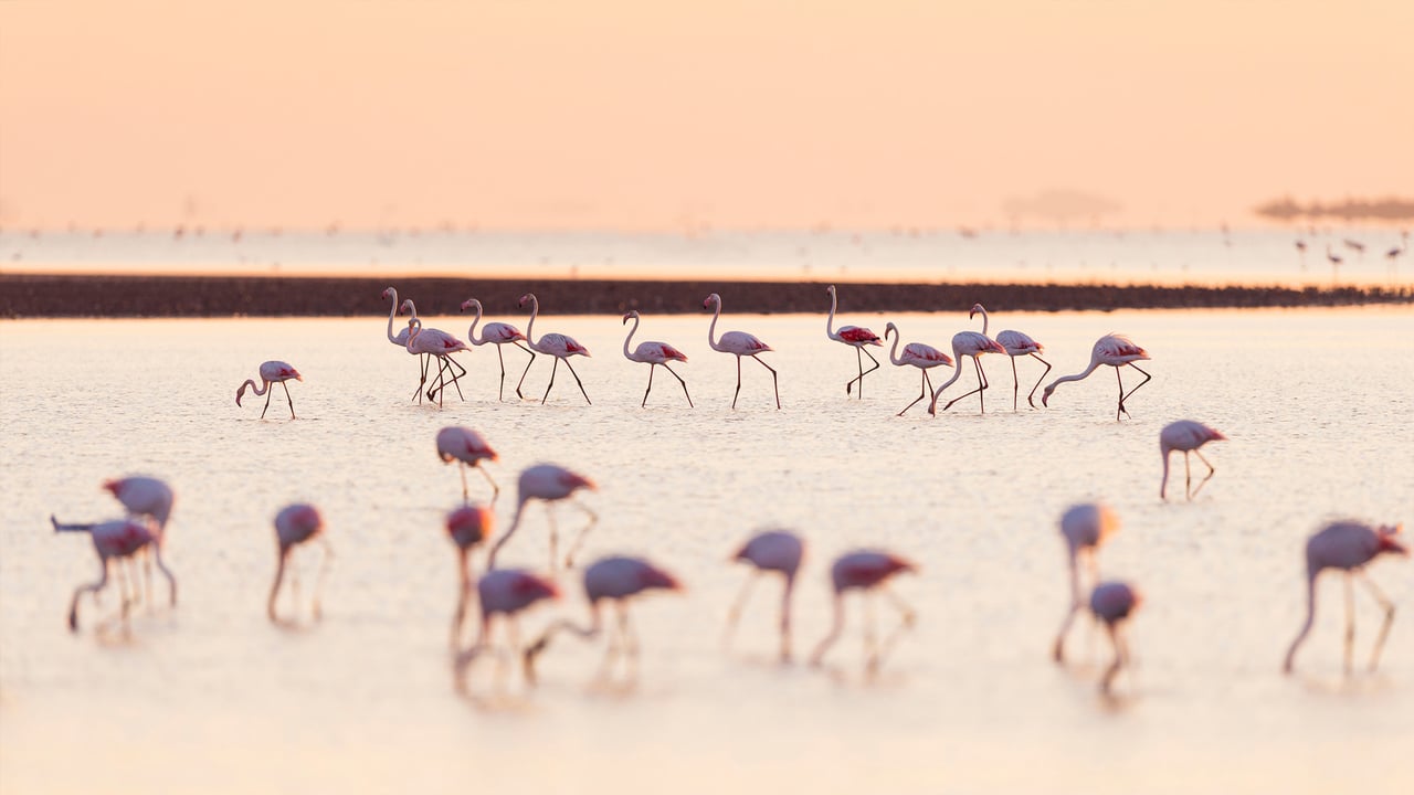 Flamants roses au lever du soleil, Saintes-Maries-de-la-Mer, Parc Naturel Régional de Camargue, France (© Image via Shutterstock)