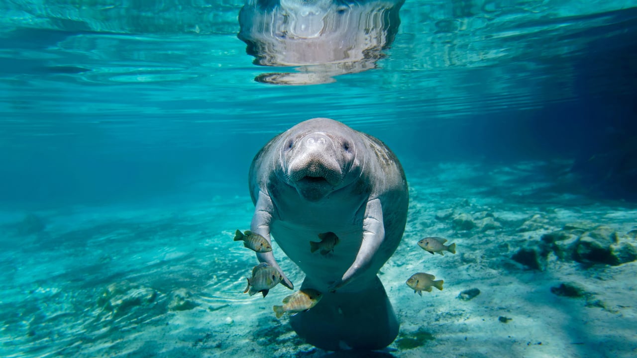 Manatee in Florida (© Paul E Tessier/Cavan Images/Offset by Shutterstock)