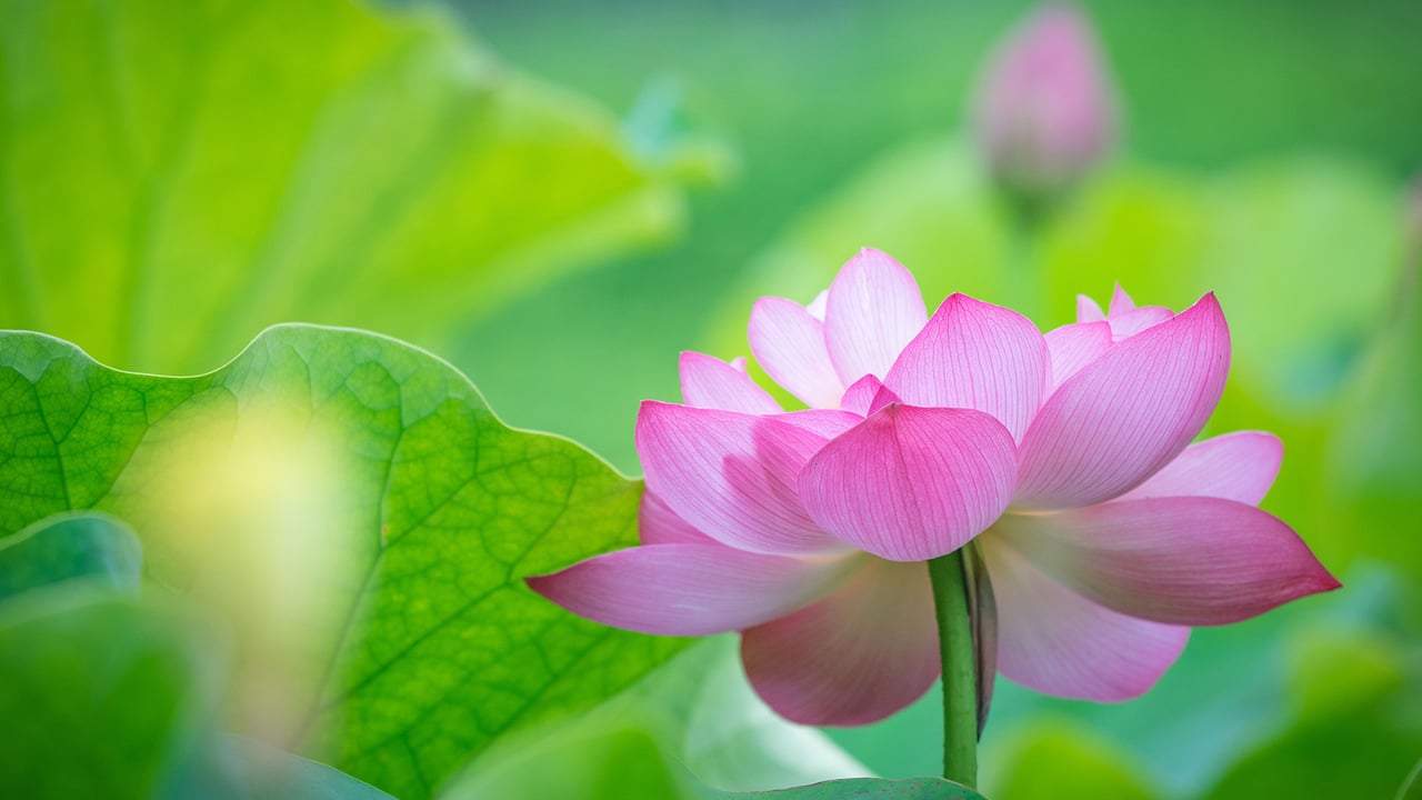 蓮の花 (© Gang Xiao Fen Ban/EyeEm Premium/Getty Imagesr)