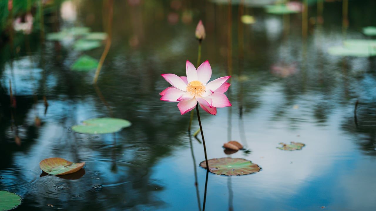 ｢蓮の花｣ベトナム (© Tuan Nguyen Minh/500px/Getty Images)