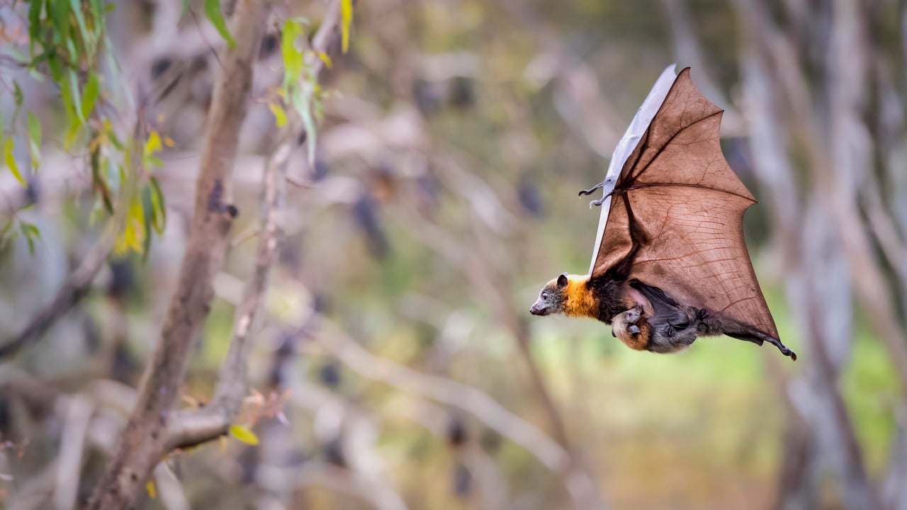 Femelle renard volant à tête grise portant son petit, Yarra Bend Park, Australie (© Doug Gimesy/Nature Picture Library)