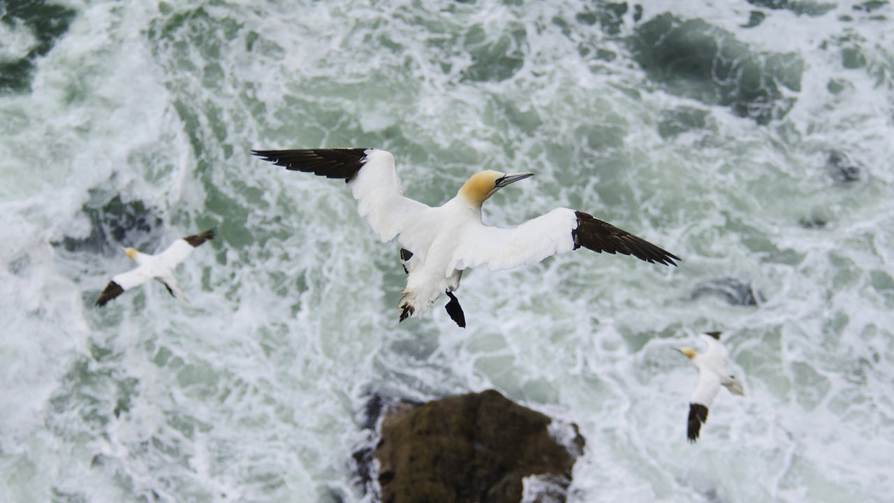 Northern gannet (Morus bassanus) in flight, Troupe Head RSPB Reserve, Aberdeenshire (© Dave Pressland/Minden Pictures)