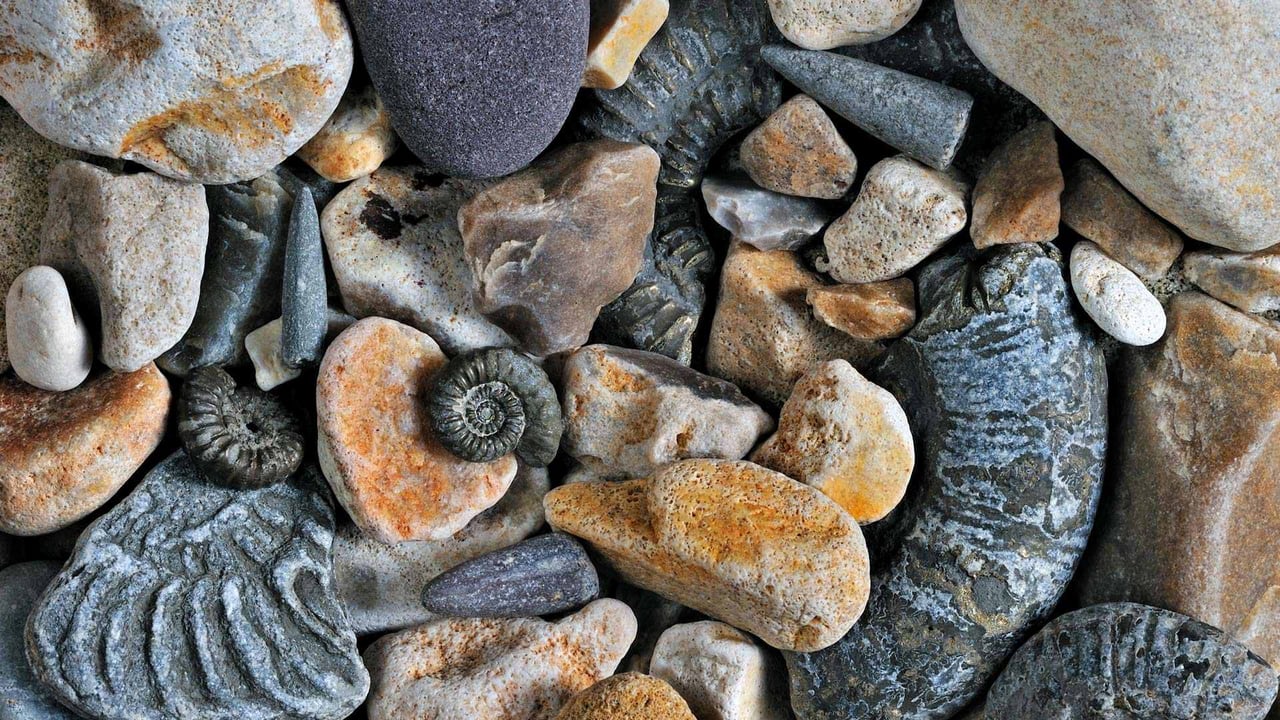 Fossils of belemnites and ammonites, Jurassic Coast, Dorset, England (© Nature Picture Library/Alamy)