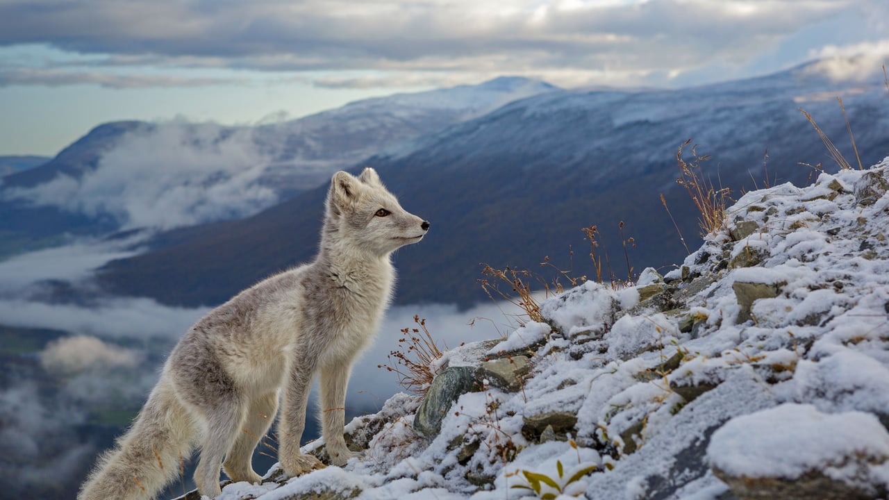 ｢ホッキョクギツネ｣ドブレ山地, ノルウェー (© Andy Trowbridge/Minden Pictures)