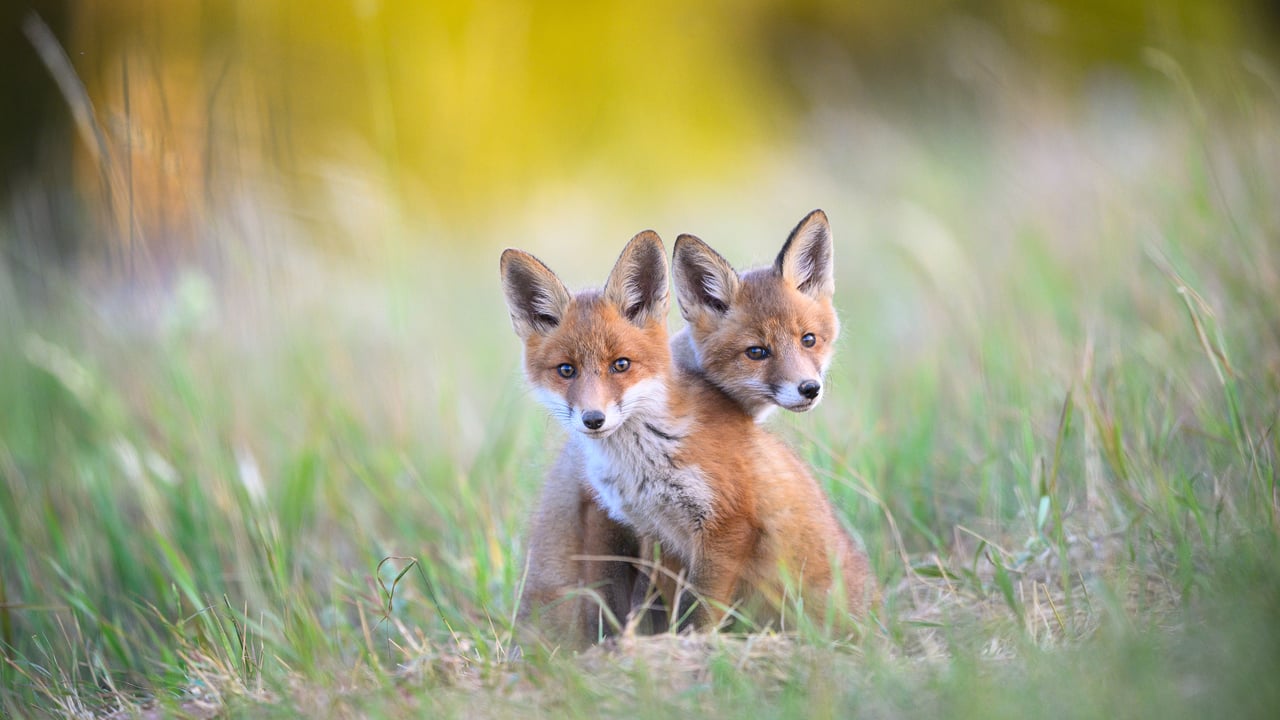 Deux renardeaux dans le parc national de Karula, Estonie (© Sven Zacek/Nature Picture Library)