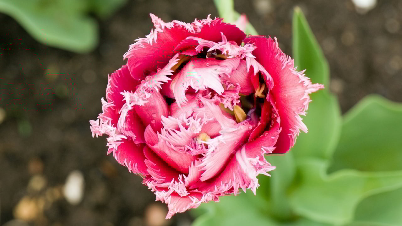 A pink fringed tulip in Ottawa (© colimachon/Getty Images)