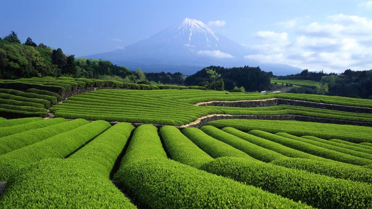 ｢富士山と茶畑｣静岡 (© Hiroshi Ichikawa/Shutterstock)