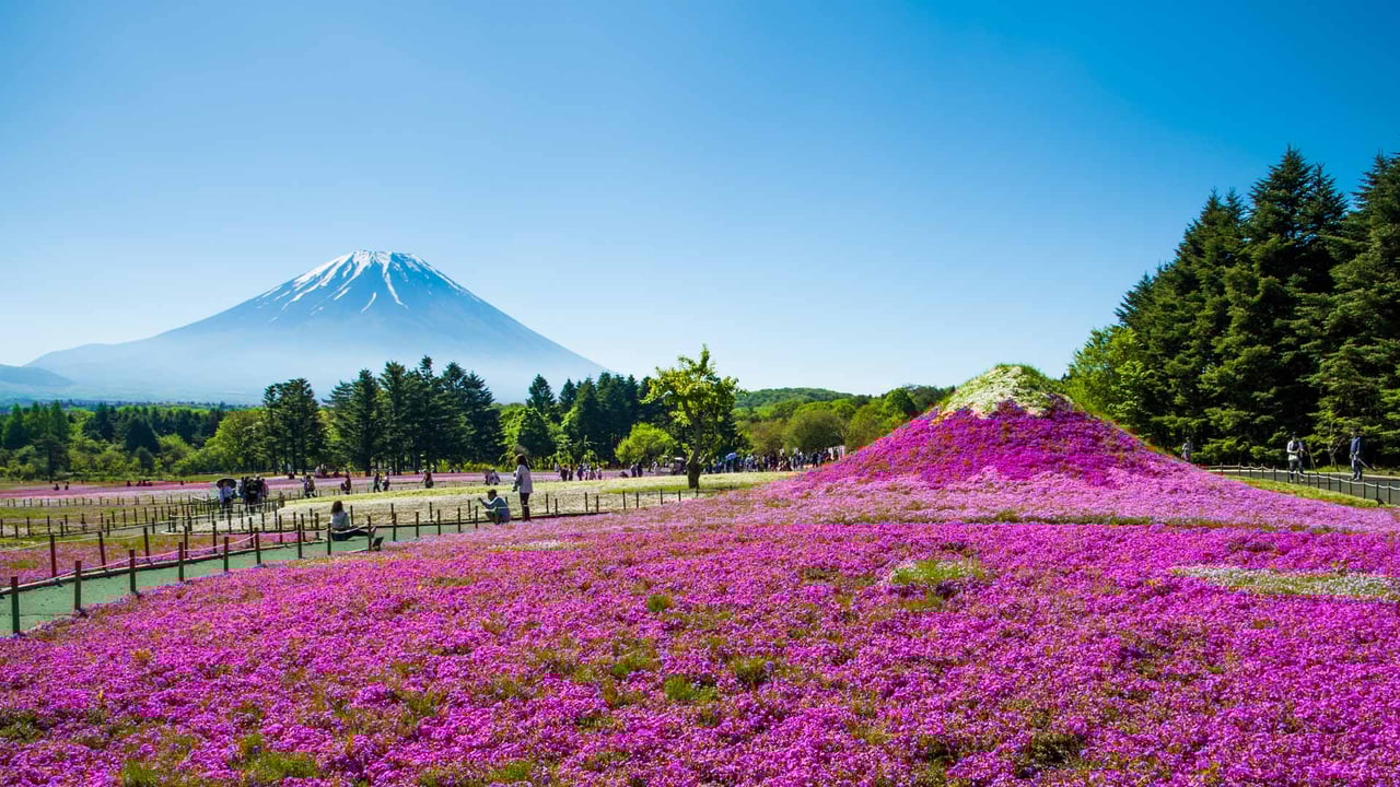 ｢富士芝桜まつり｣山梨, 富士河口湖町 (© Srinil/shutterstock)