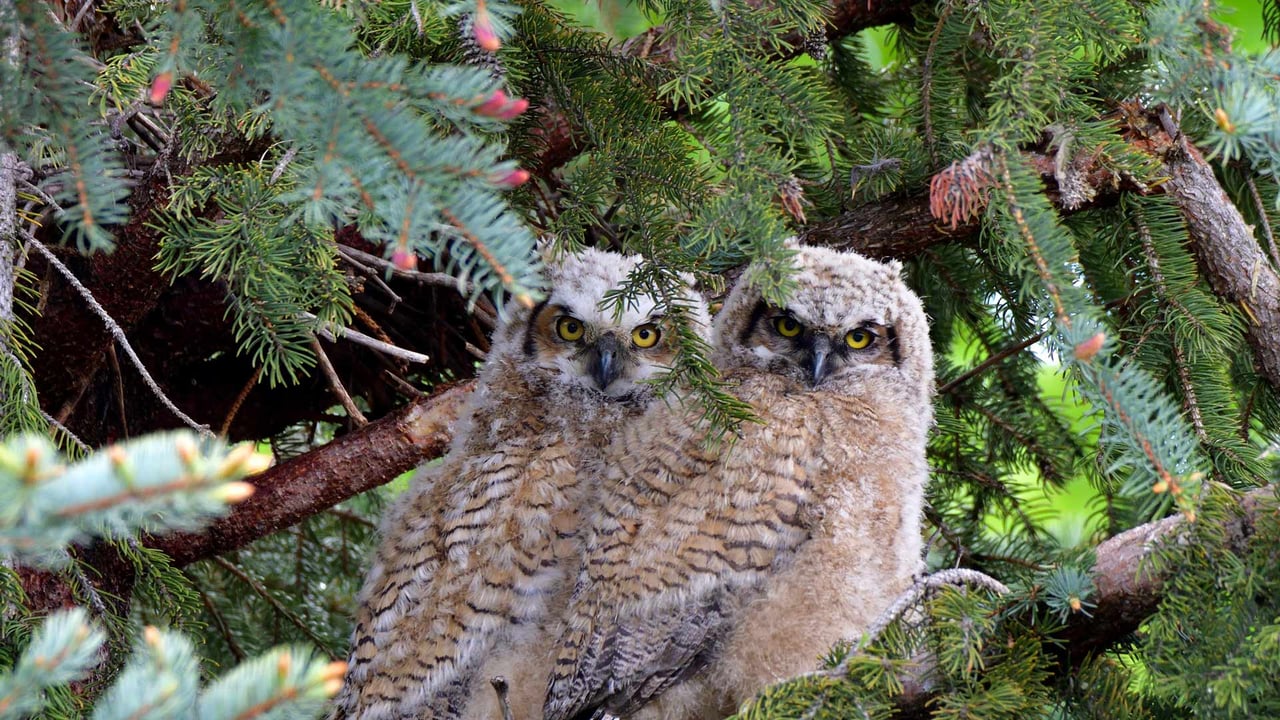 Great horned owl fledglings (© Michael Morse/Getty Images)