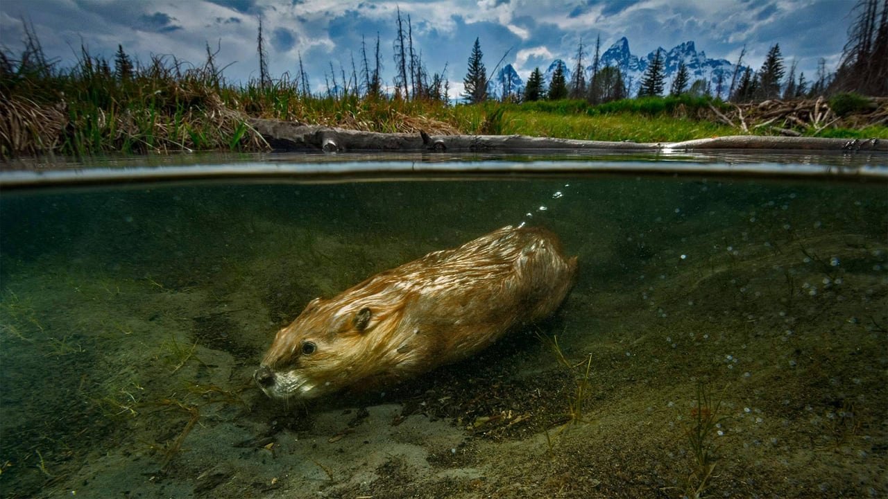 For International Beaver Day a beaver swimming in Grand Teton National Park (© Charlie Hamilton James/Getty Images)