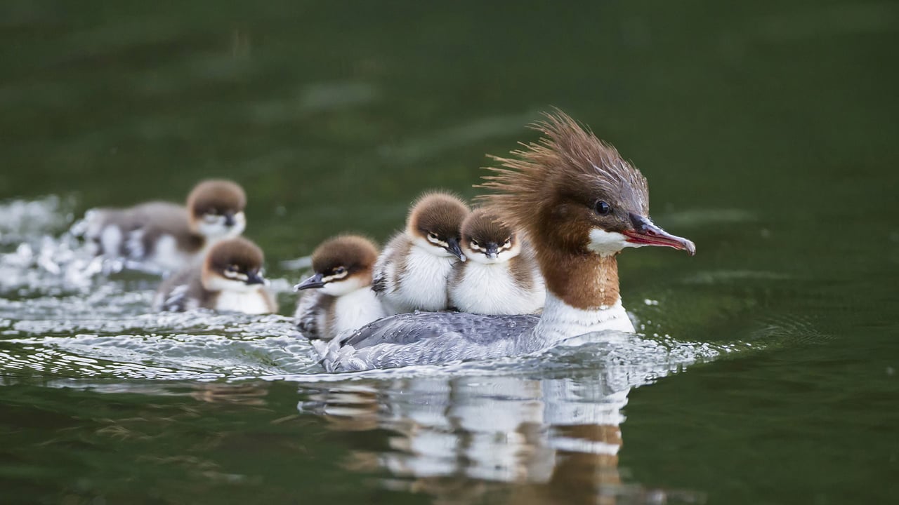 Goosander with chicks on her back, Bavaria, Germany (© Westend61/Getty Images)