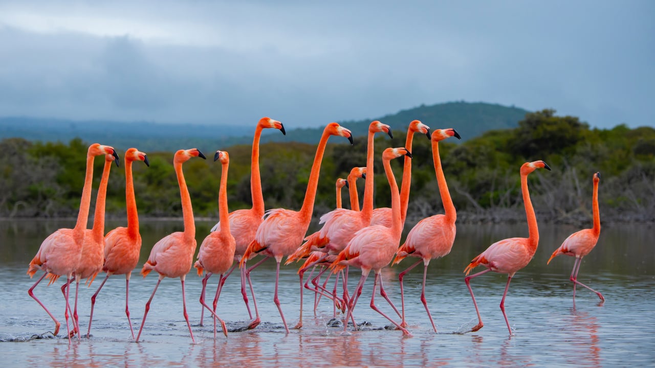 Flock of American flamingos, Isabela Island, Galápagos Islands, Ecuador (© Tui De Roy/Nature Picture Library)