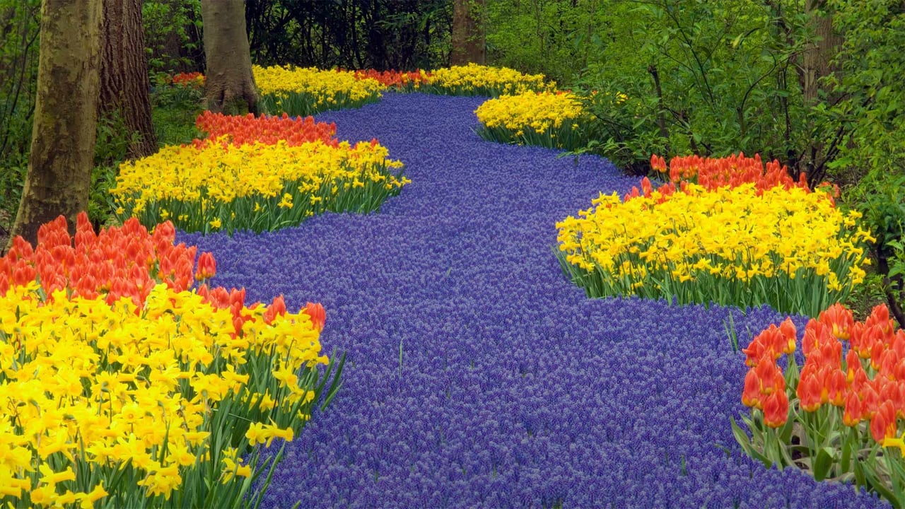 Keukenhof in Lisse, Netherlands (© Jim Zuckerman/Getty Images)
