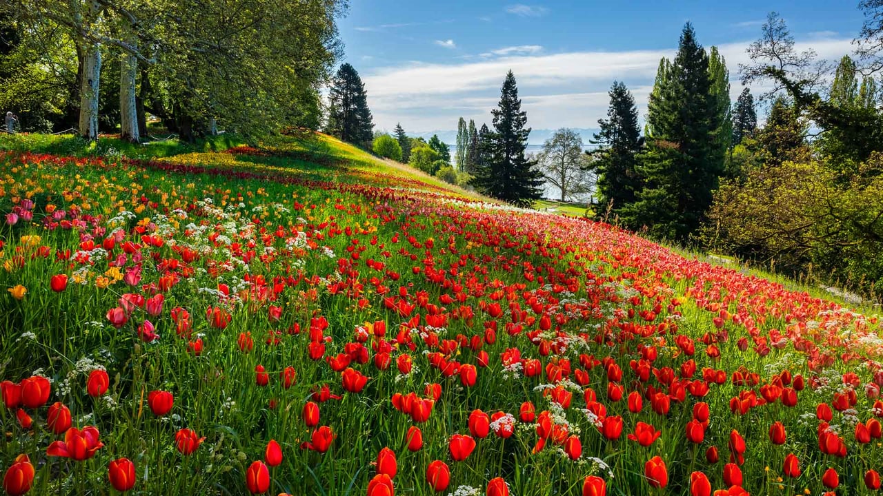 Tulpenblüten auf der Insel Mainau, Bodensee (© Reinhard Schmid/Huber/eStock Photo)