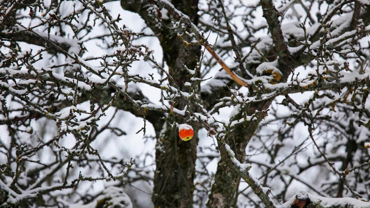 Apfel hängt an einem verschneiten Baum, Deutschland (© Westend61/Getty Images)