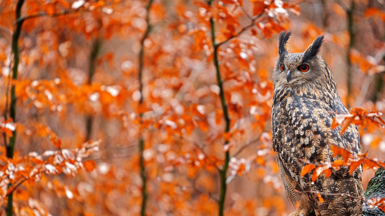 Europäischer Uhu auf einem herbstlichen Baumstamm, Deutschland (© Ondrej Prosicky/Shutterstock)