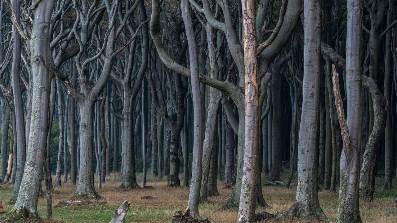 Gespensterwald, Nienhagen, Mecklenburg-West Pomerania, Germany (© mauritius images GmbH/Alamy)