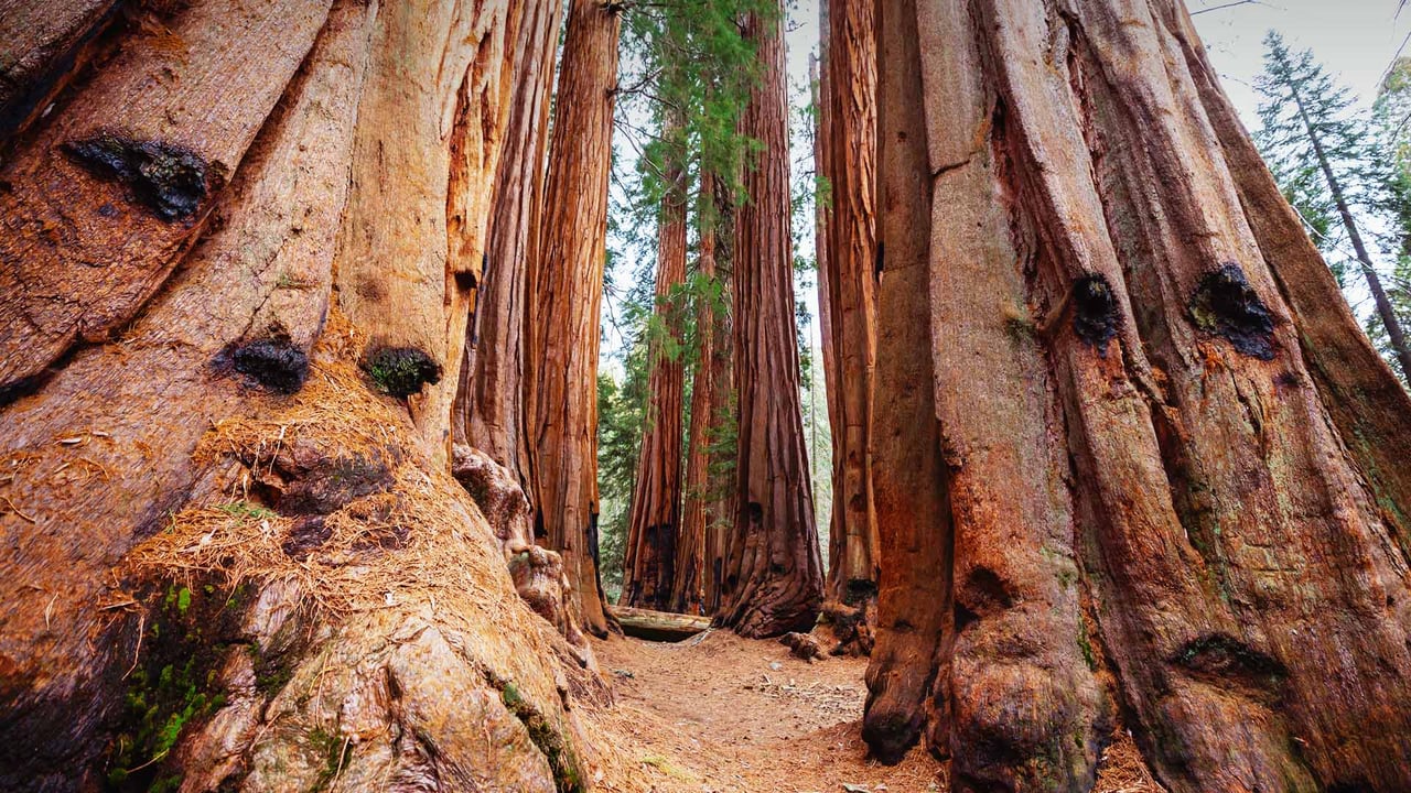 Giant sequoias, Sequoia National Park, California (© Galyna Andrushko/Shutterstock)