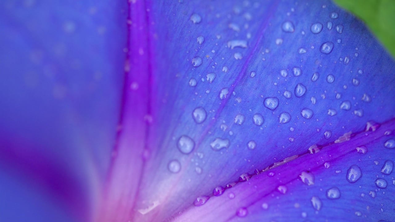 ｢朝顔｣ (© Aflo Co. Ltd./Alamy Stock Photo)
