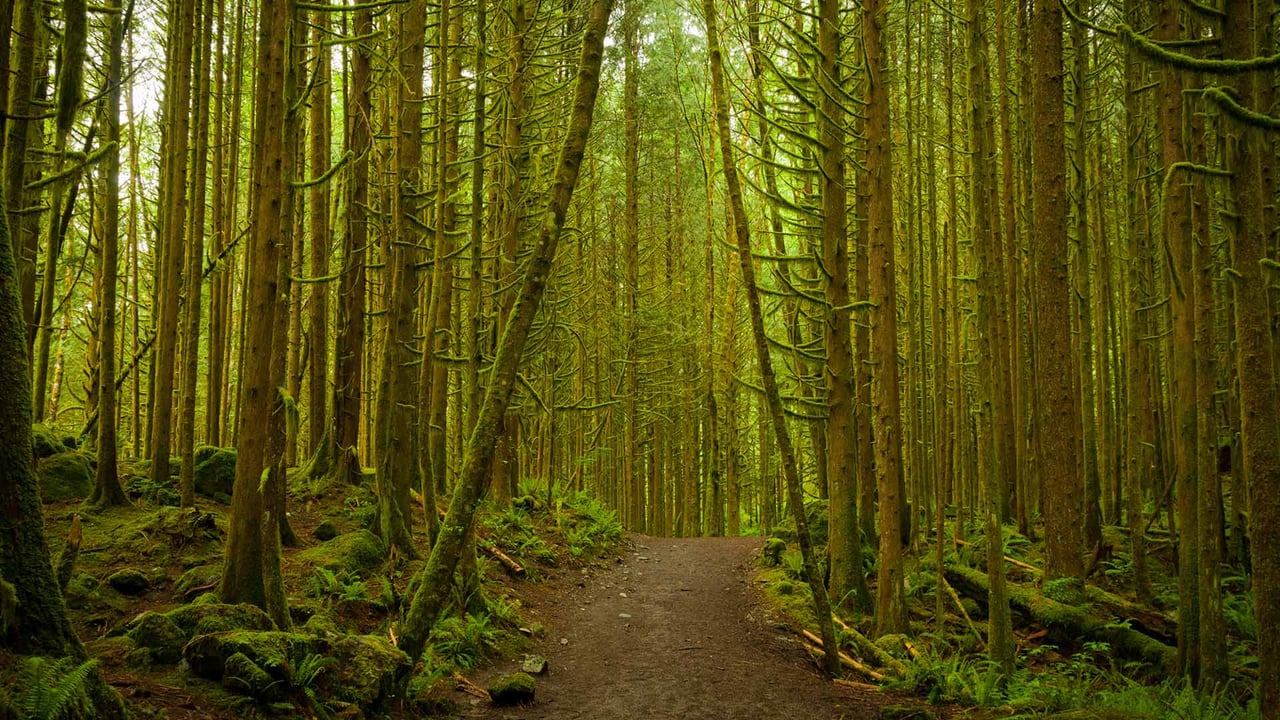 A pathway through the dense woodland forest at Golden Ears Provincial Park, B.C. (© SibsUK/Shutterstock)