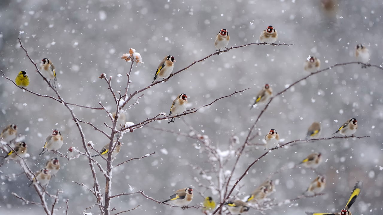 Chardonnerets élégants perchés sur des branches couvertes de neige (© Christophe Sidamon-Pesson/Minden)