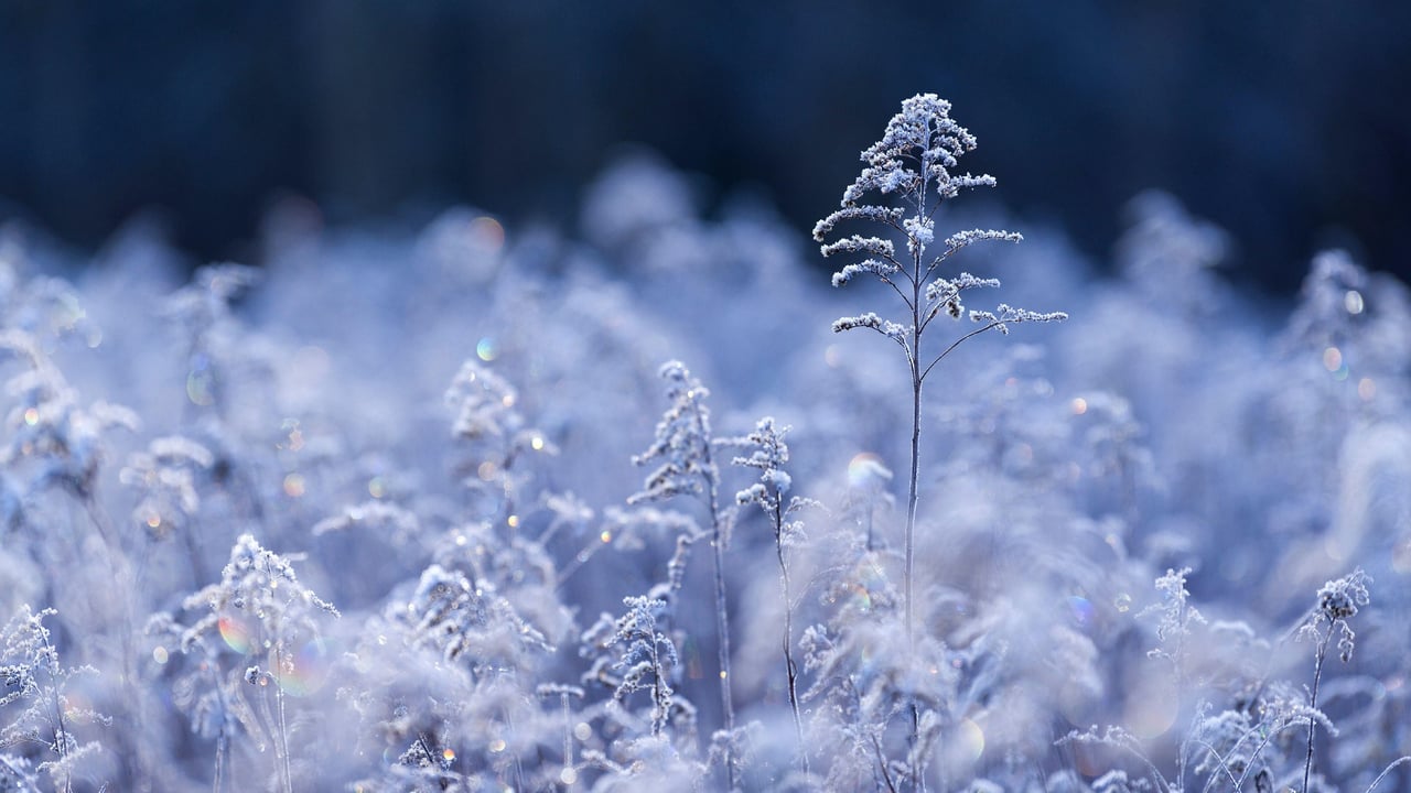 Samenköpfe der Kanadischen Goldrute im Raureif im Morgenlicht, Wasgau, NP Pfälzerwald, Biosphärenreservat Pfälzerwald-Nordvogesen, Rheinland-Pfalz (© mauritius images GmbH/Alamy Stock Photo)