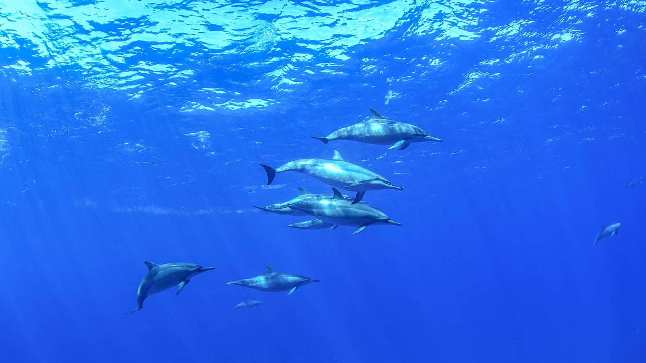 Golfinhos-rotadores no mar azul de Fernando de Noronha, Pernambuco (© cabuscaa/Getty Images)