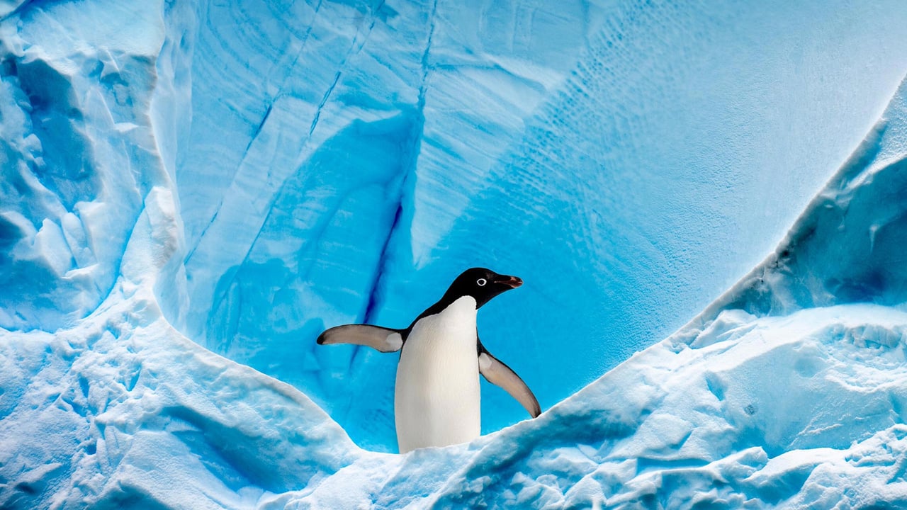 Adélie penguin in Graham Passage, Antarctic Peninsula, Antarctica (© Nick Garbutt/Minden Pictures)