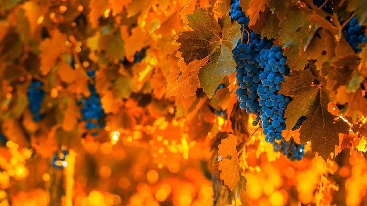 Grapes on the vine in Mendoza, Argentina, for the National Grape Harvest Festival (© javarman3/iStock/Getty Images Plus)