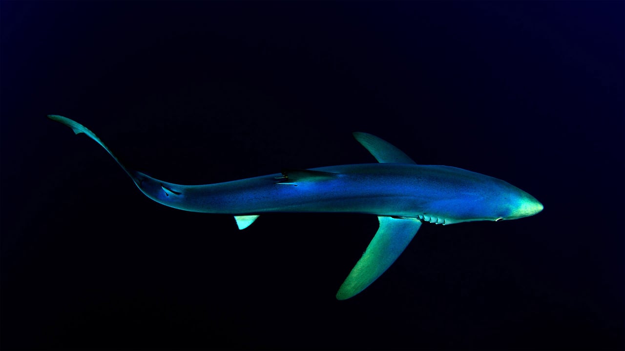 Blue shark near the Azores in the North Atlantic Ocean (© Nuno Sa/Minden Pictures)