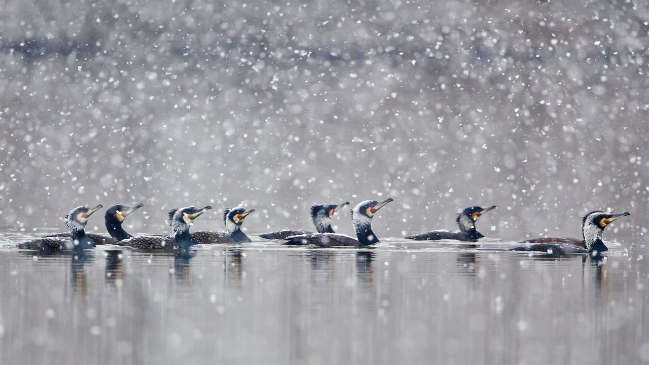 Great cormorants gliding through a snowstorm in Hesse, Germany (© Wilfried Martin/Getty Images)