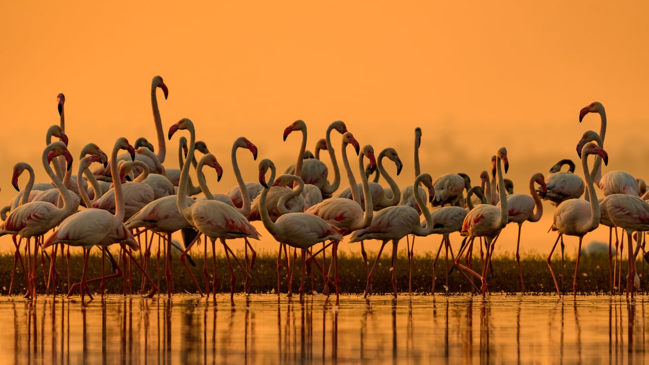 Greater flamingos migrate to fresh water in India (© Amresh Mishra/500px/Getty Images)