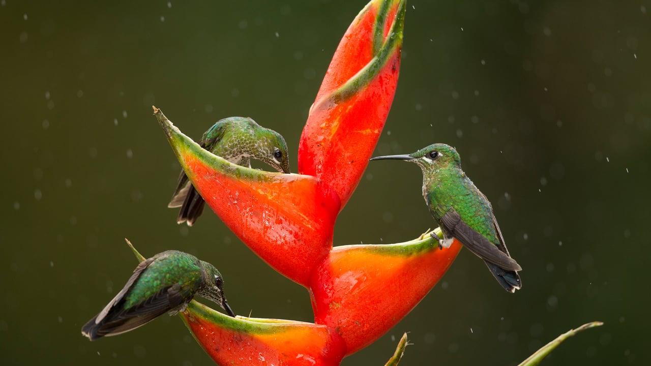 Green-crowned brilliant hummingbirds feeding on lobster-claw flowers, Costa Rica (© Paul Hobson/Nature Picture Library)