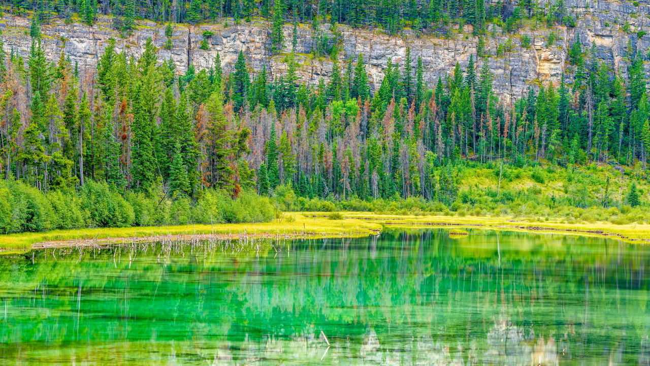 Petit lac et marais dans le parc national Jasper, Alberta, Canada (© Don White/Getty Images)