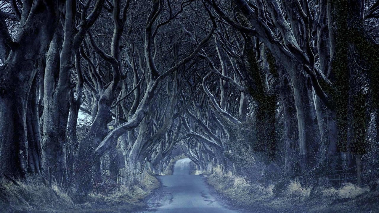 The Dark Hedges in County Antrim, Northern Ireland (© VanderWolf Images/Shutterstock)