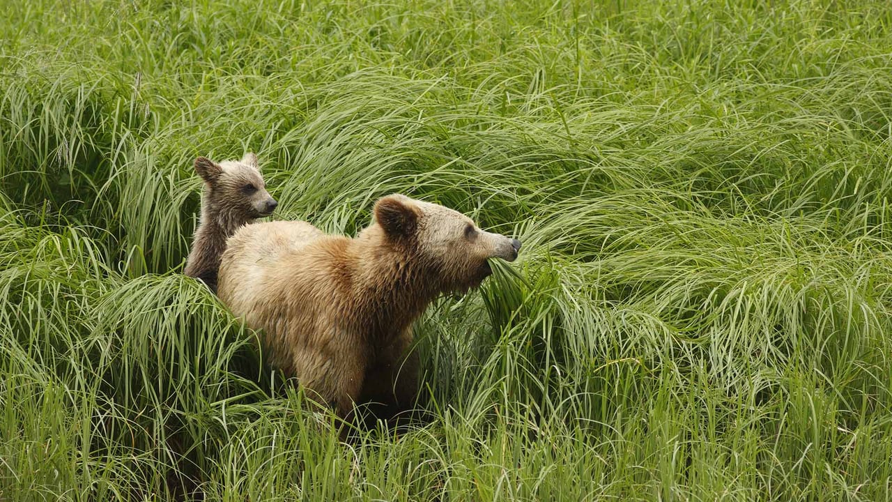 Adult female Grizzly Bear (Ursus arctos horribilis) and cub feeding on sedges in Great Bear Rainforest, B.C. (© Jack Chapman/Minden Pictures)