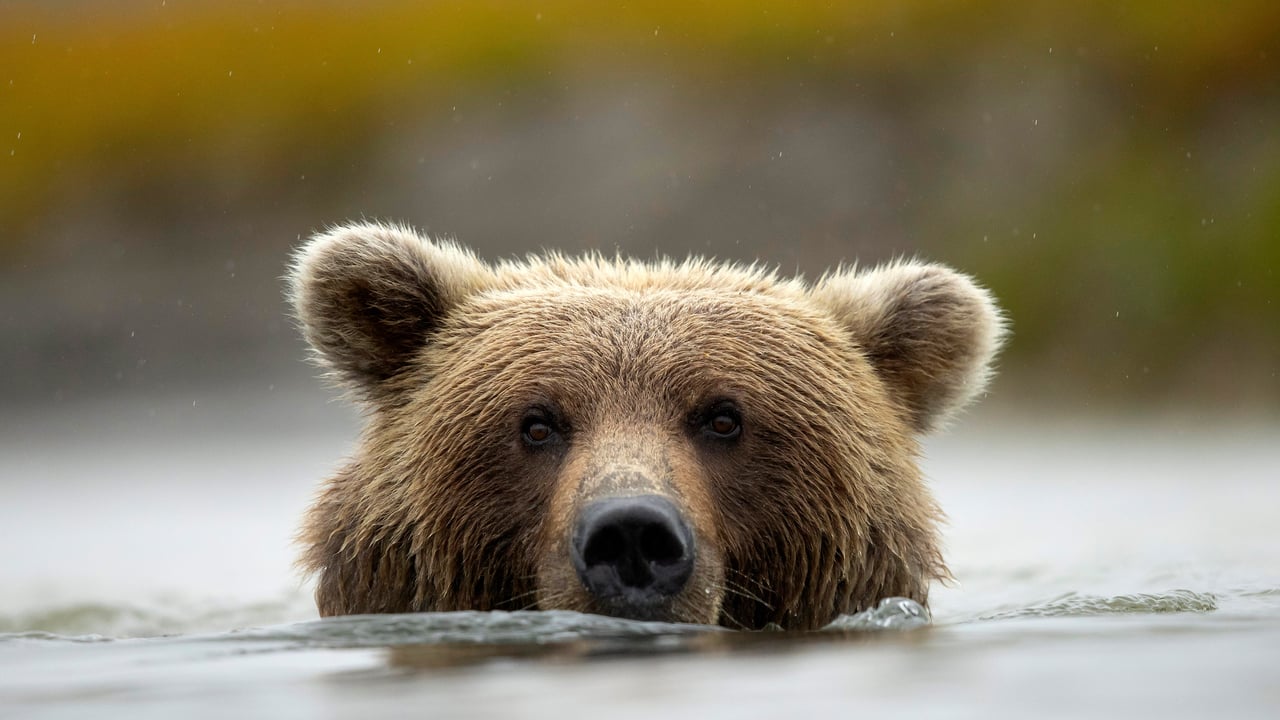 Brown bear in Silver Salmon Creek, Lake Clark National Park and Preserve, Alaska (© Danny Green/Nature Picture Library)