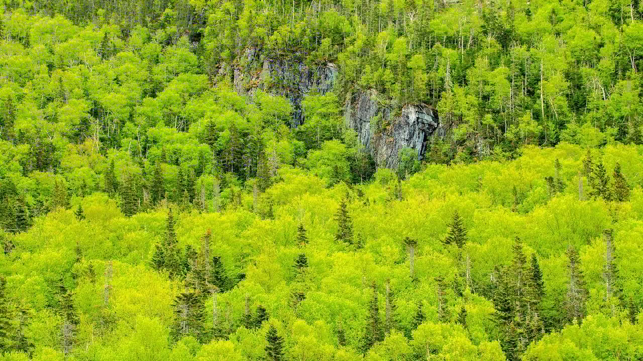 Spring forest, Gros Morne National Park, Newfoundland and Labrador (© Don Johnston EC/Alamy Stock Photo)