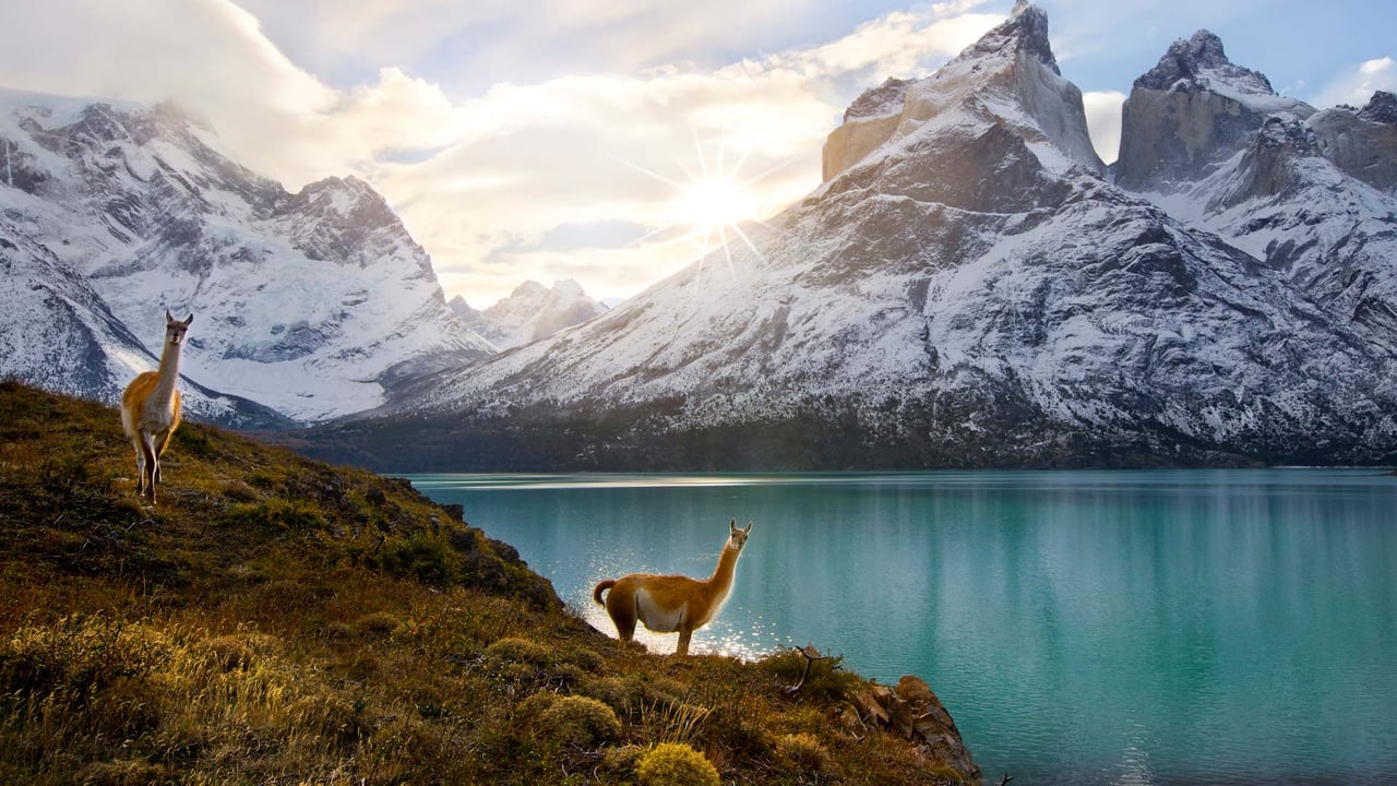 Guanacos, Torres del Paine National Park, Chile (© Floris van Breugel/NPL/Minden Pictures)