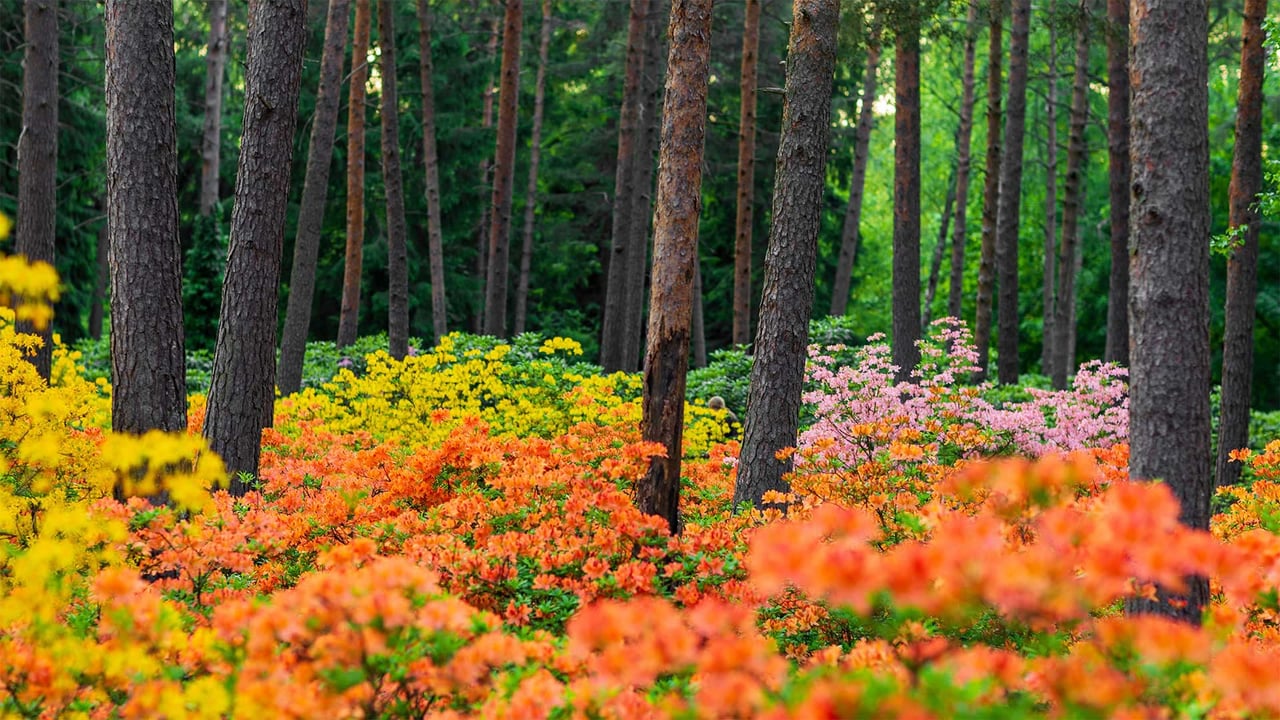Haaga Rhododendron Park, Helsinki, Finland (© Samuli Vainionpää/Getty Images)